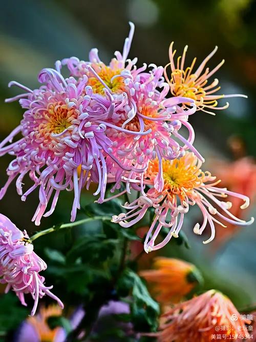 金风飘菊蕊,玉露泫萸枝