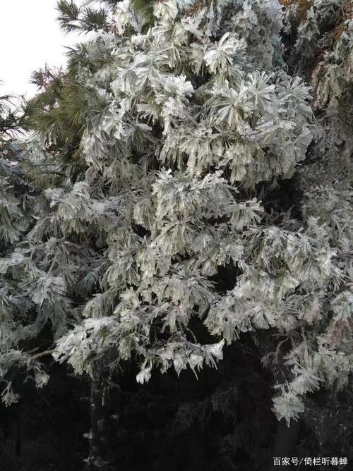 《五绝&middot;观雾凇》晨起看雾凇,琼花玉露凝.素裹银连雪,风汹寒意浓