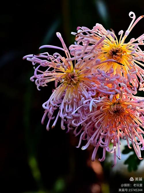 金风飘菊蕊,玉露泫萸枝