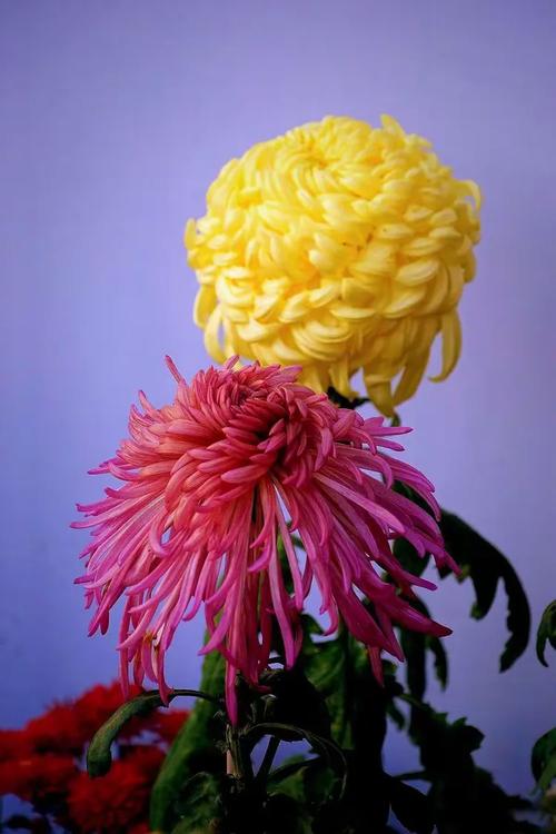 金风飘菊蕊,玉露泣萸枝.暗暗淡淡紫,融融冶冶黄