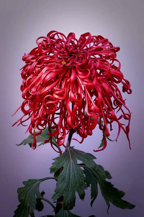 寒花开己尽,菊蕊独盈枝