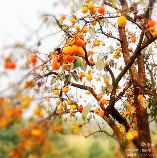 玉露凝霜草折夭