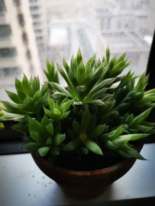 我这个玉露还有救么新手养多肉