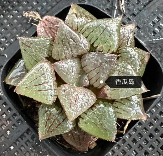 玉露植物预购清单,多种品种等你来选!