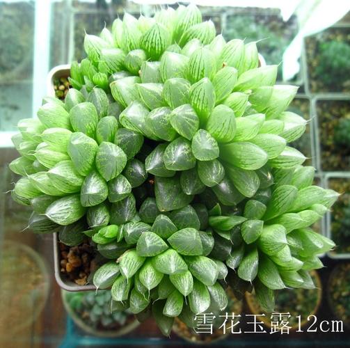 2个群生玉露