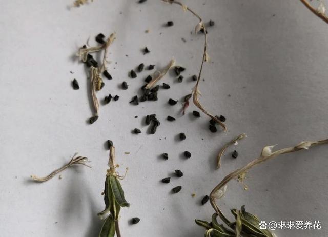 玉露锦种子能买吗?新手不建议,死亡率高,耗费时间长